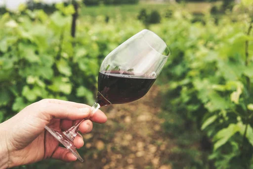 A glass of red wine held up in a vineyard